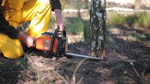 Best Root Management and Removal  in Fredonia, WI