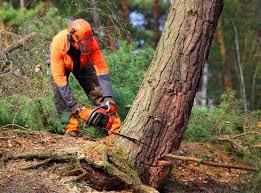 Best Fruit Tree Pruning  in Fredonia, WI