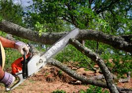 Fredonia, WI Tree Services Company