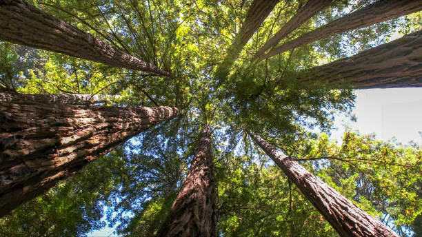 Best Tree Fertilization  in Fredonia, WI