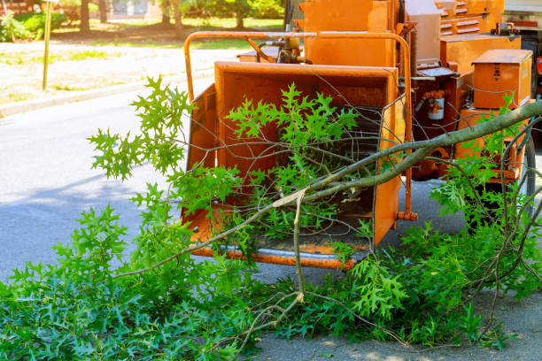 Best Tree Planting  in Fredonia, WI