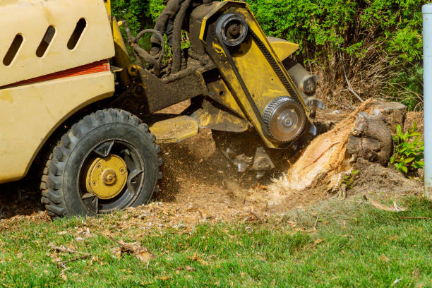 Best Tree and Shrub Care  in Fredonia, WI