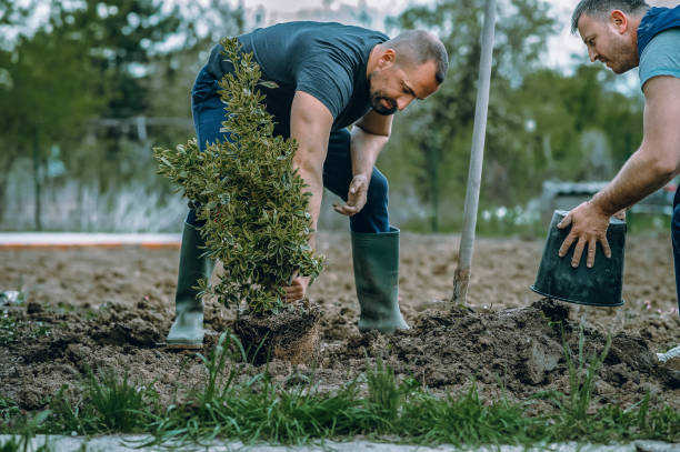 How Our Tree Care Process Works  in  Fredonia, WI