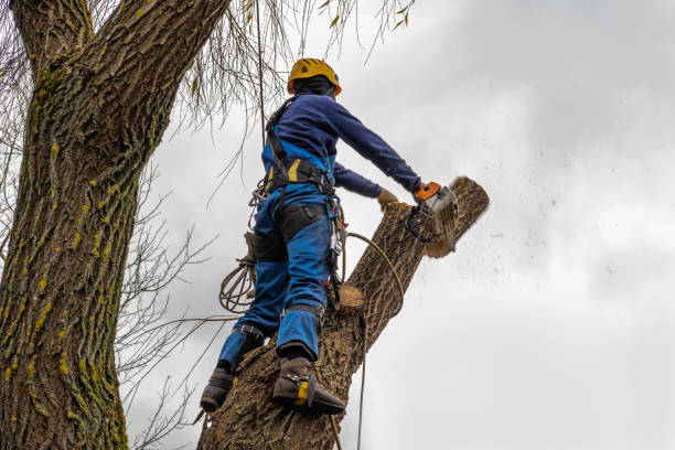  Fredonia, WI Tree Services Pros