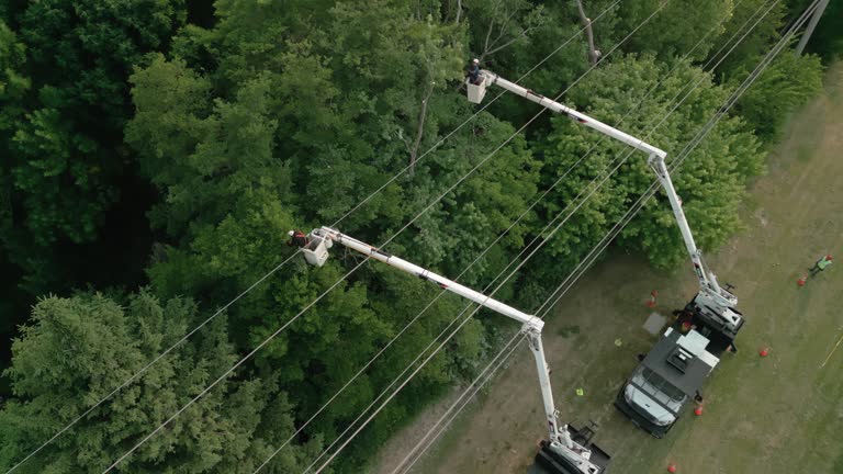 Best Hedge Trimming  in Fredonia, WI
