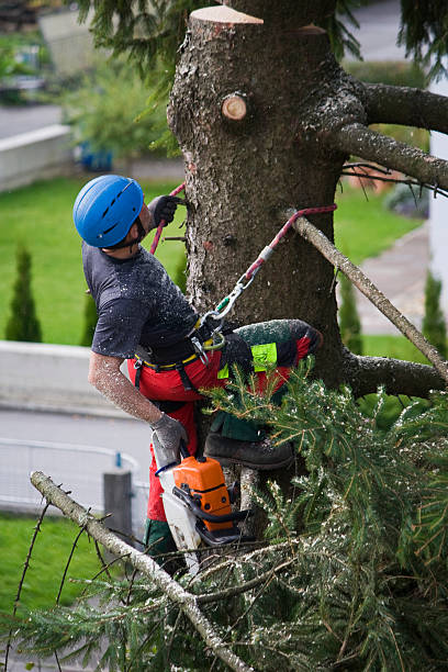Best Organic Lawn Care Solutions  in Fredonia, WI