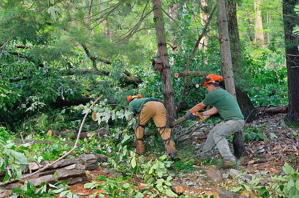 Best Tree Disease Treatment  in Fredonia, WI