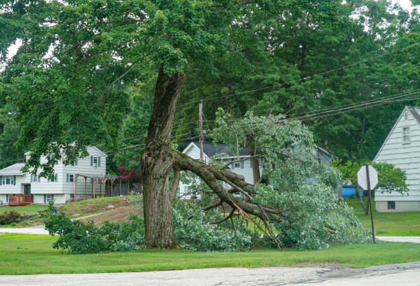 Best Tree Maintenance Programs  in Fredonia, WI