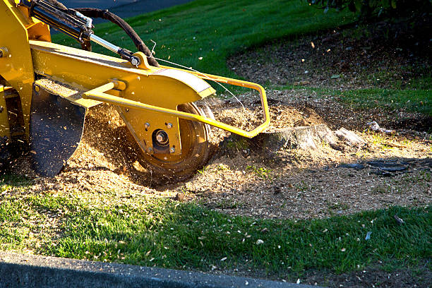 Best Landscape Design and Installation  in Fredonia, WI