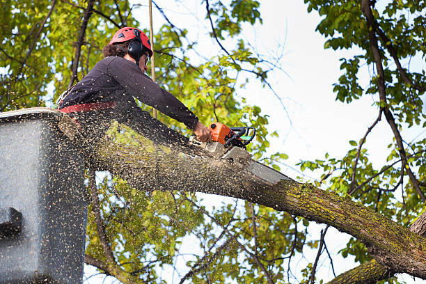 Best Arborist Consultation Services  in Fredonia, WI
