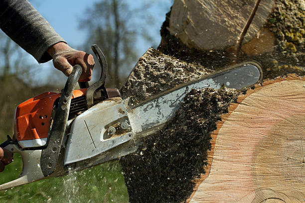 Best Tree Removal  in Fredonia, WI