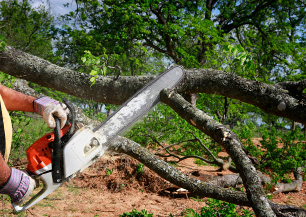 Best Tree Health Inspection  in Fredonia, WI