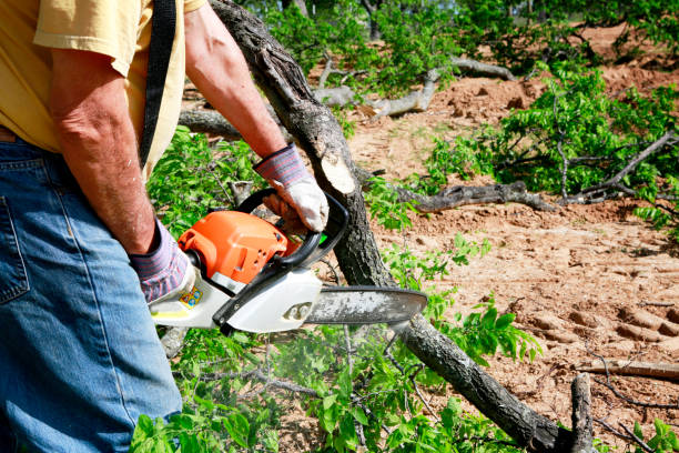 Best Lawn Disease Treatment  in Fredonia, WI